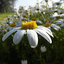 Corn chamomile