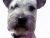 Peluqueria Canina