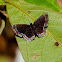 Detritivora metalmark