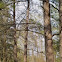 Pine Trees