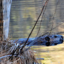 Beaver