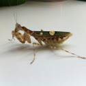 Indian flower mantis
