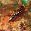Thuridilla splendens