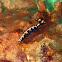 Thuridilla splendens