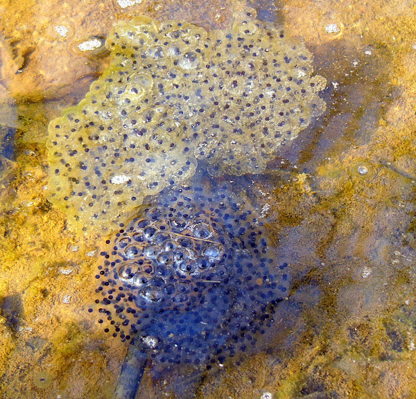 Wood Frogs (Amplexus) Project Noah