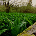 Ramsons/Čemaž