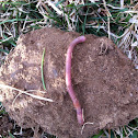 Earthworm