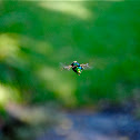 Green Bottle Fly