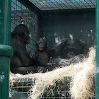 Bonobo