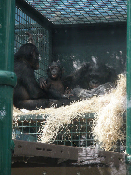 Spotting Image 1