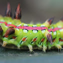 Stinging Nettle Slug Caterpillar
