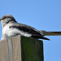 Mockingbird