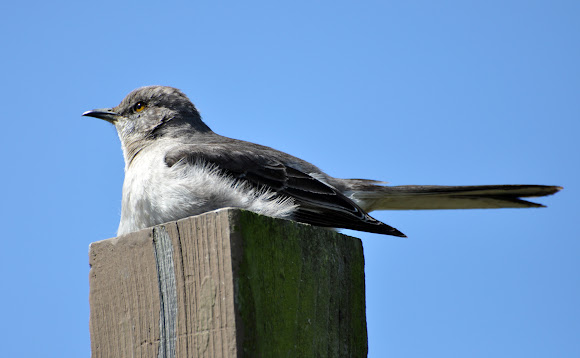 Spotting Image 1