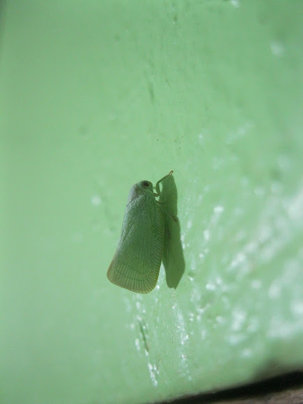 Spotting Image 1
