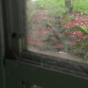 Spiderweb