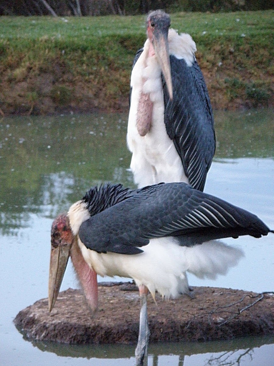 Maribou Stork