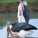 Maribou Stork