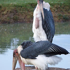 Maribou Stork