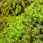 mosses