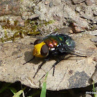 Snail Parasite Blowfly