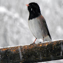 Dark-eyed (Oregon) Junco