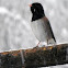Dark-eyed (Oregon) Junco