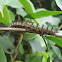 Taturana (Lonomia caterpillar)