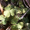 Common Wood Sorrel
