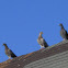 Pigeon
