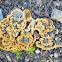 Mushrooms