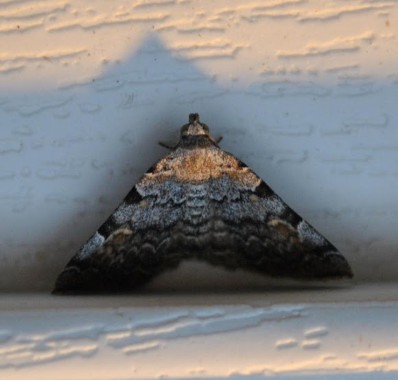 Spotting Image 1
