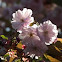 Cherry Blossom