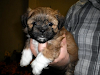 Venta De Cachorros Kyi Leo