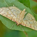 Ironweed root moth