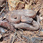 Hognosed Pitvipers