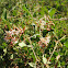 Mediterranean Smilax
