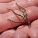 Brittle Sea Star