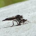 Assassin Fly