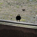 Eurasian blackbird 乌鸫