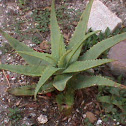 Barbados Aloe