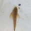 Sculpin