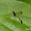 Ichneumon Wasp