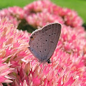 Eastern Tailed-blue