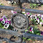 Purple and White Pansies