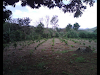 Vendo Finca Cafetera Panamá