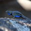 San Joaquin Fence Lizard