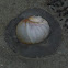 Atlantic Moonshell