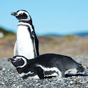 Magellanic Penguin