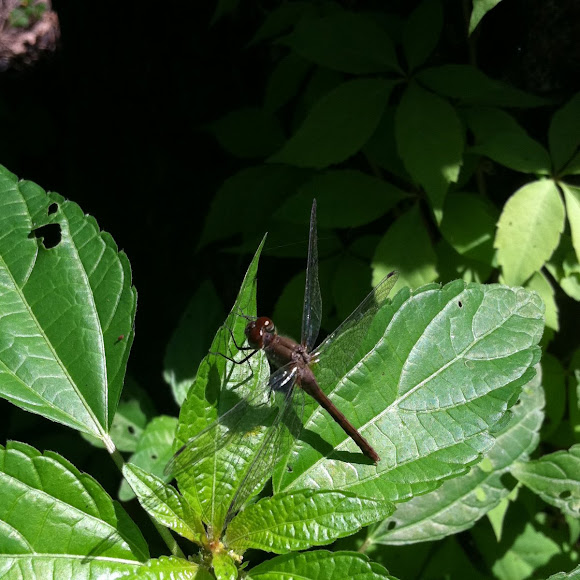 Spotting Image 1