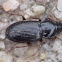 Woodland Ground Beetle